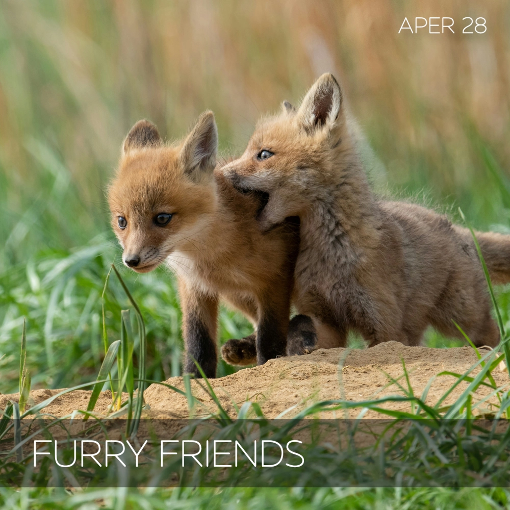 Furry Friends