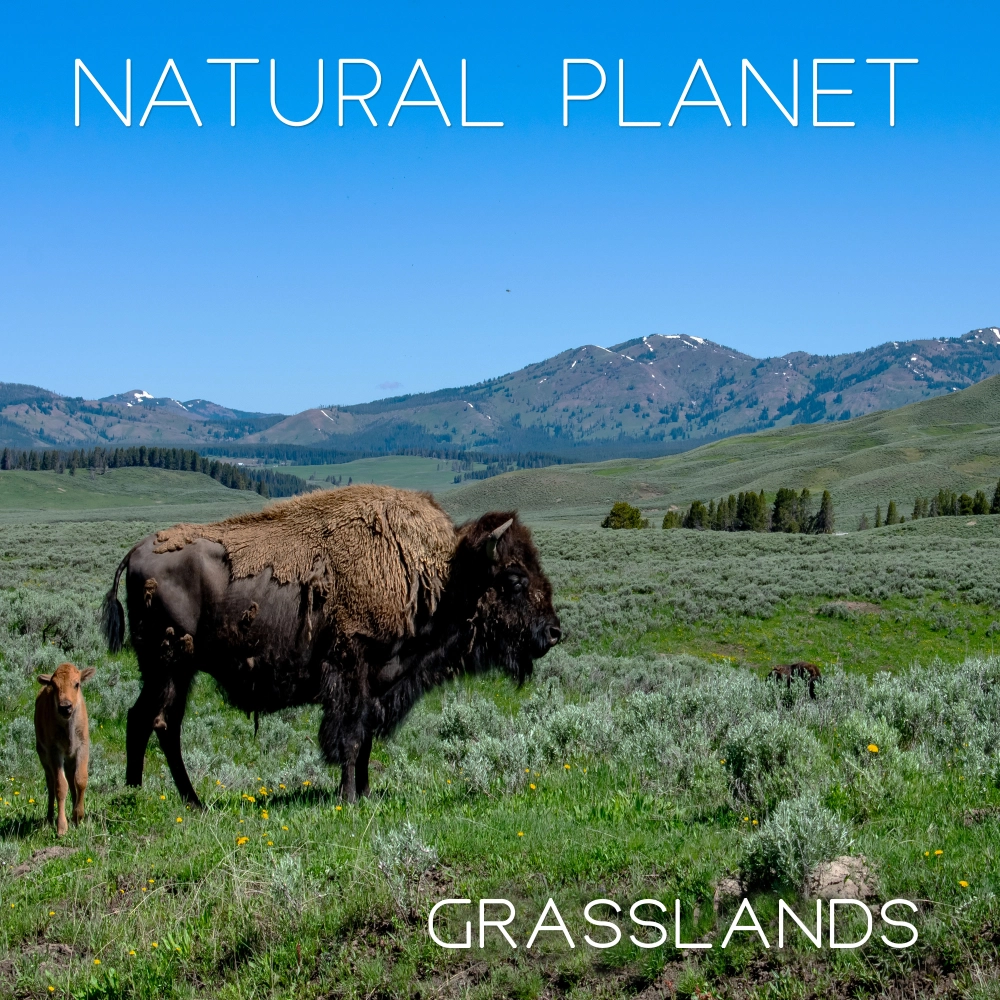 Natural Planet - Grasslands