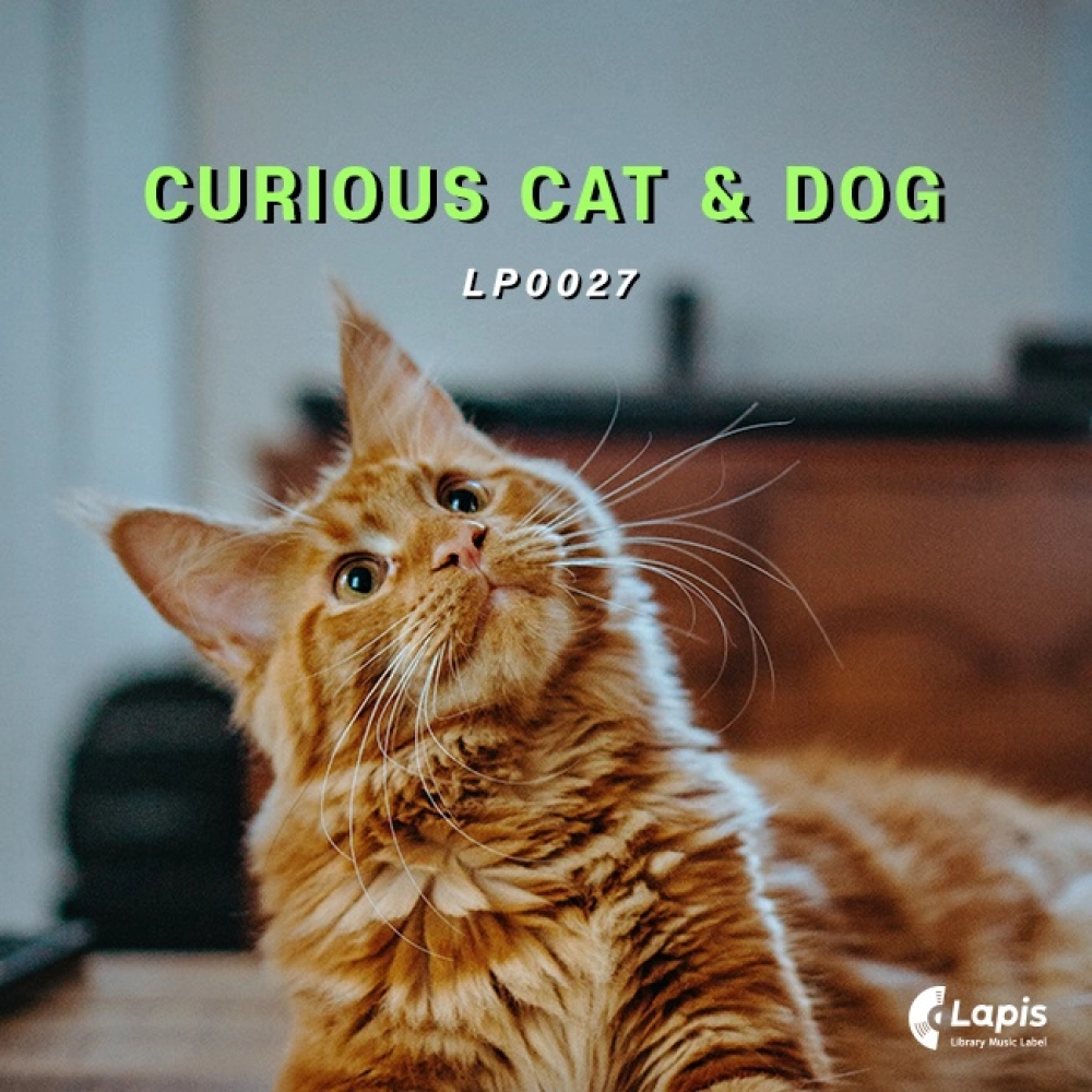 Curious Cat & Dog