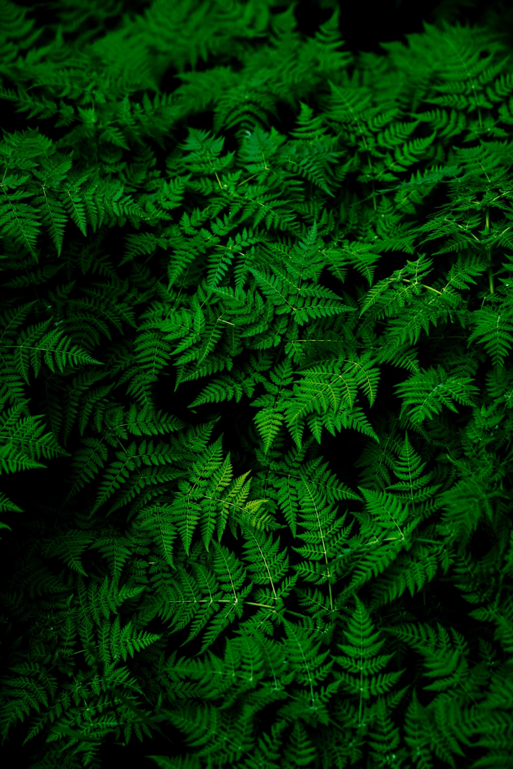 Jungle forêt